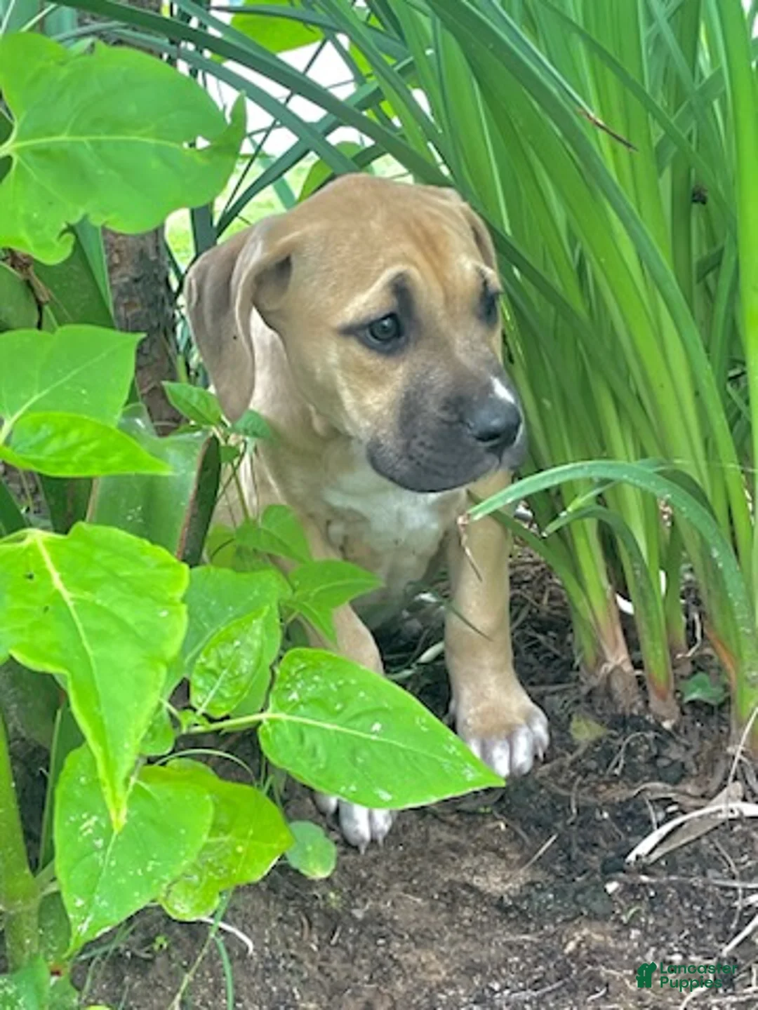 Cane Corso dogs for sale: Giselle - Ad 2