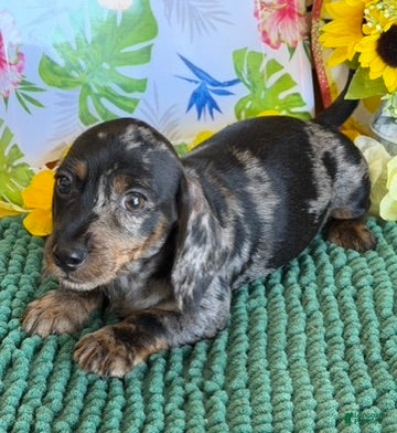 Miniature Dachshund dogs Speckles - Ad 18
