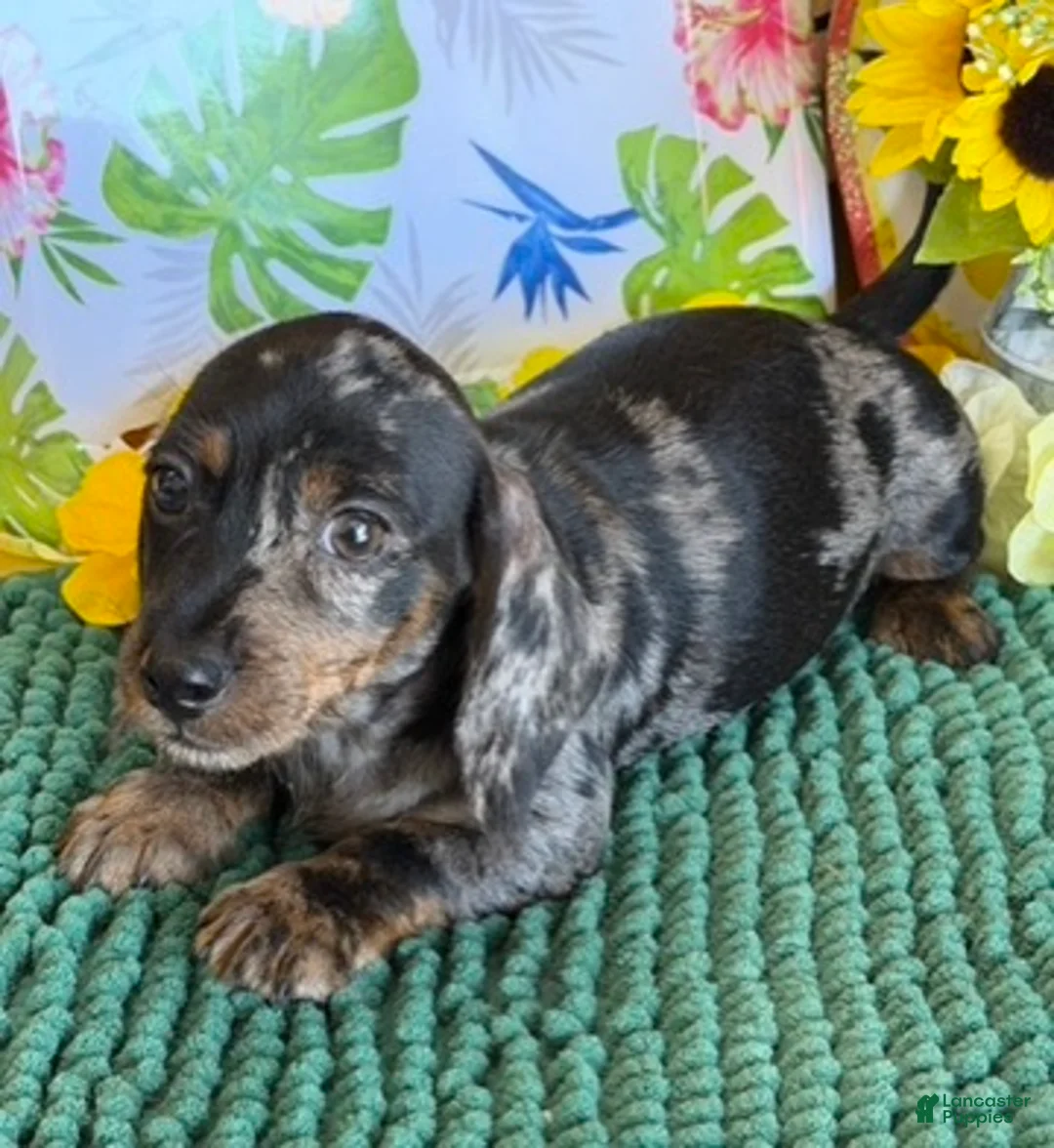 Miniature Dachshund dogs for sale: Speckles - Ad 1