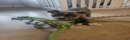 American Pit Bull Terrier dogs for sale: Zoey - Ad 4