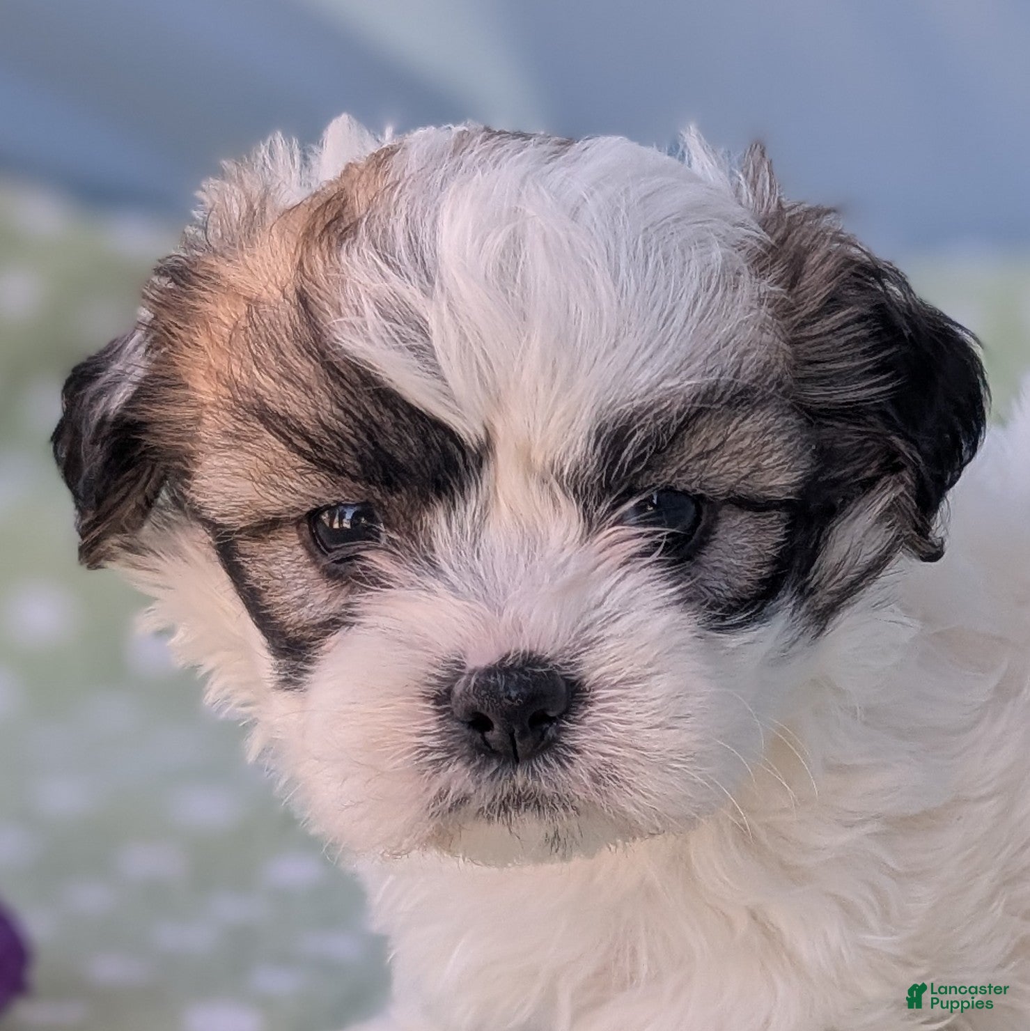 Teddy Bear dogs Cotton Ball - Ad 9