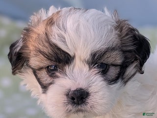 Teddy Bear dogs Cotton Ball - Ad 24