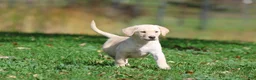 Labrador Retriever dogs for sale: Banana Cream Pie - Ad 3