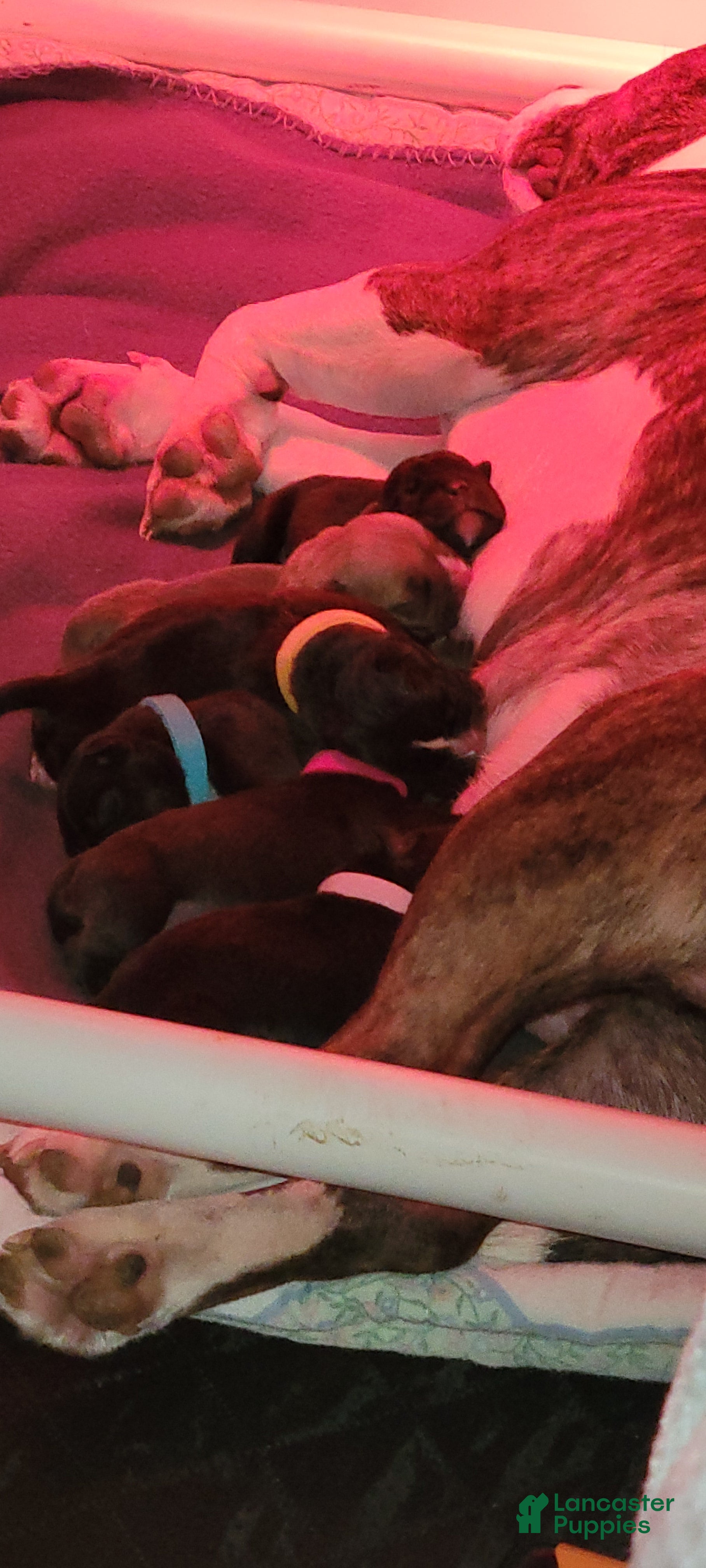 Mixed Breed dogs Mixed Breed Puppy 5 - Ad 32