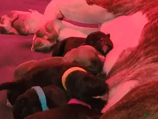 Mixed Breed dogs for sale: Mixed Breed Puppy 5 - Ad 2