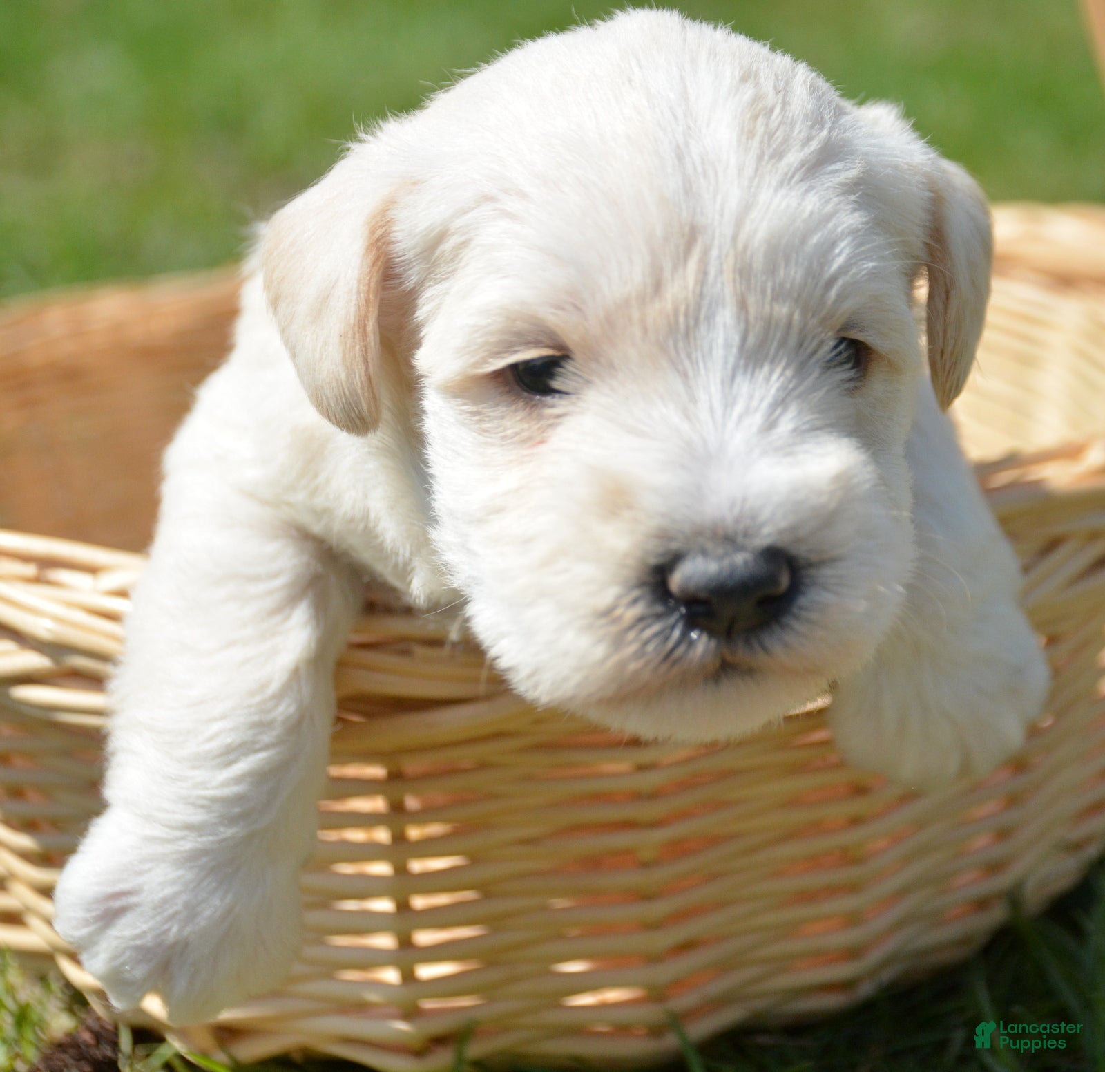 Miniature Schnauzer dogs Miniature Schnauzer Mollie - Ad 34