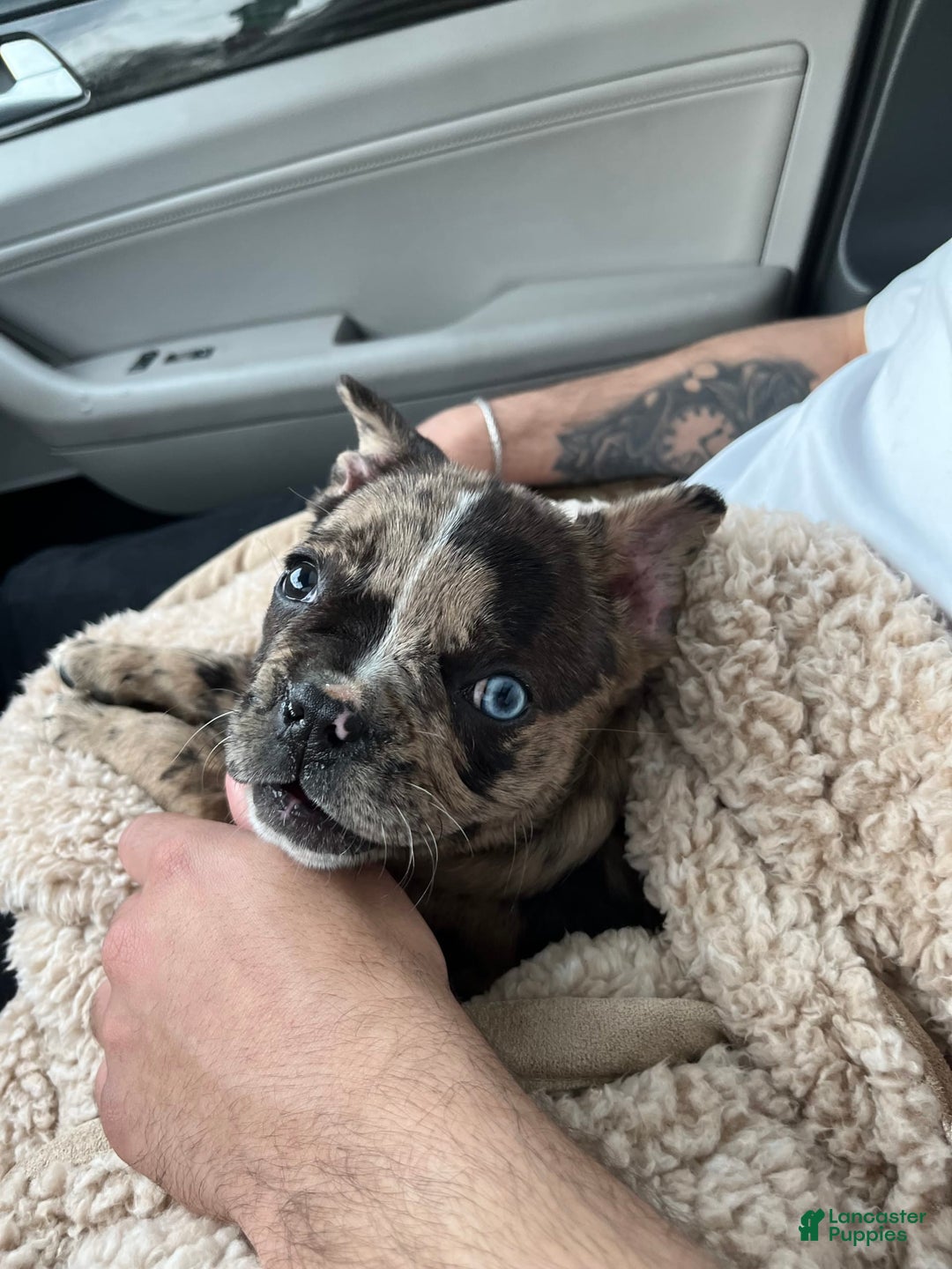 Gallery Image {{count}}