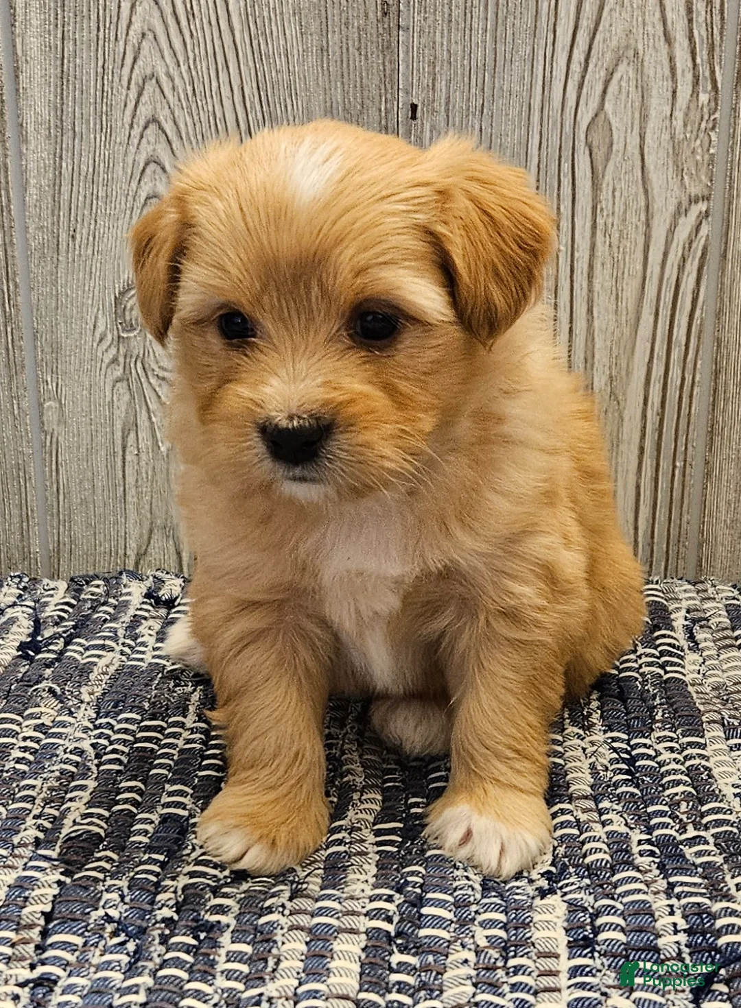 Mixed Breed dogs for sale: Remi - Ad 3