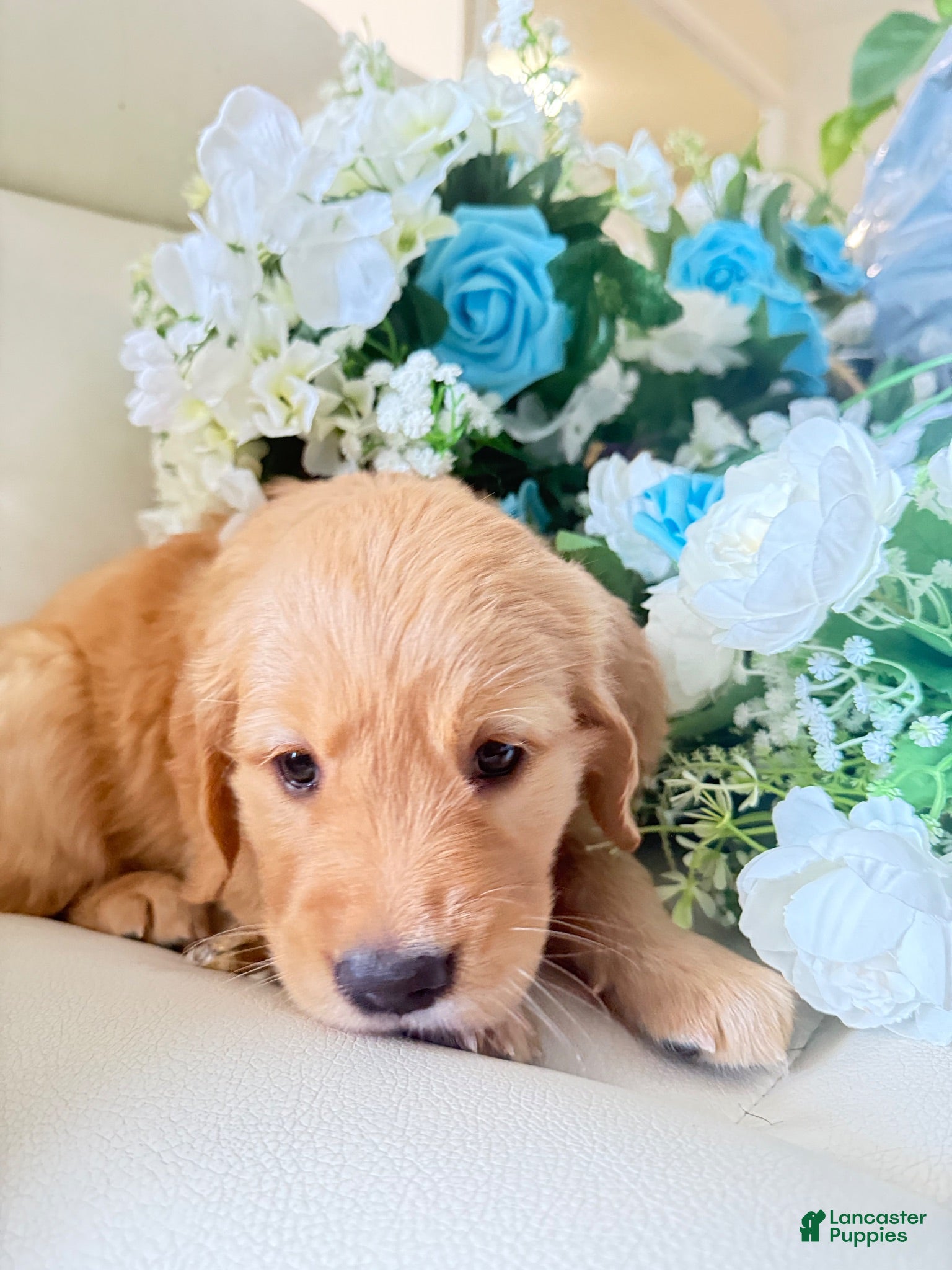 Golden Retriever dogs Golden Retriever 1 - Ad 2