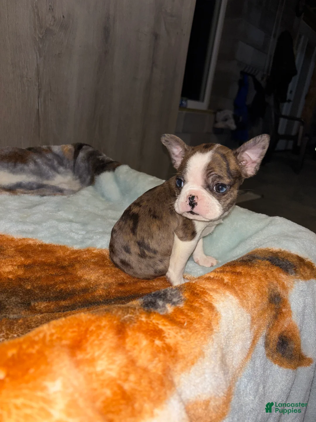Boston Terrier dogs for sale: Enzo  - Ad 3