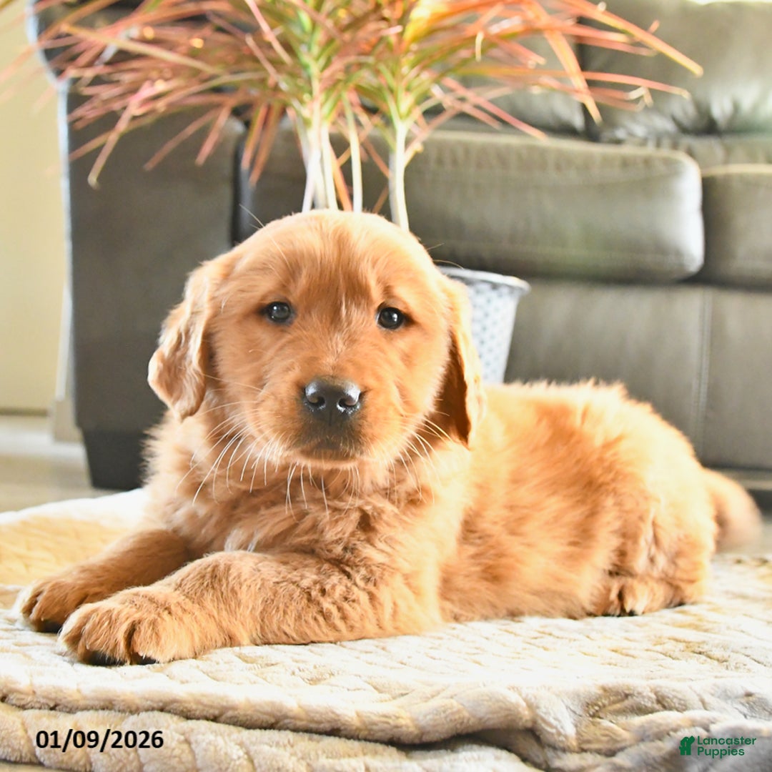 Golden Retriever dogs for sale: Riley - Ad 2