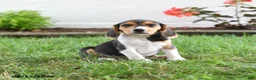 Beagle dogs for sale: Susie - Ad 3