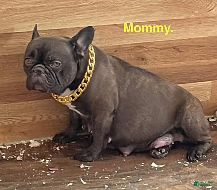 French Bulldog dogs Layla - Ad 2