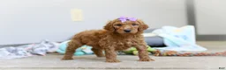 Standard Poodle dogs for sale: Hazel AKC - Ad 5