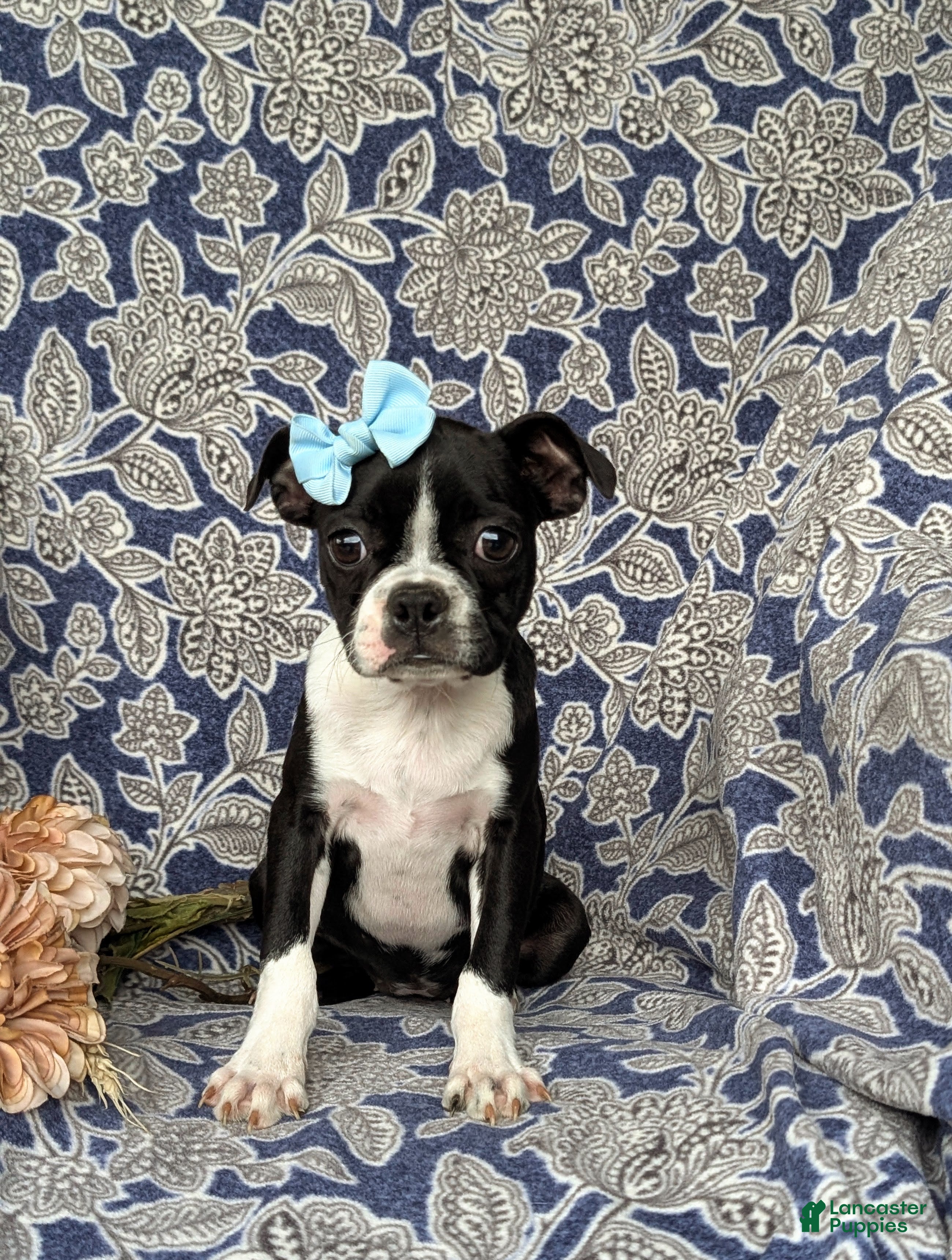 Boston Terrier dogs for sale: Elyce - Ad 1