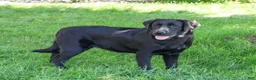 Labrador Retriever dogs for sale: Millie - Ad 4