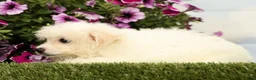 Mixed Breed dogs for sale: Mickey - Ad 5