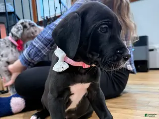 Great Dane dogs Zoey - Ad 25