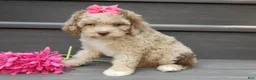 Cockapoo dogs for sale: Penny - Ad 3