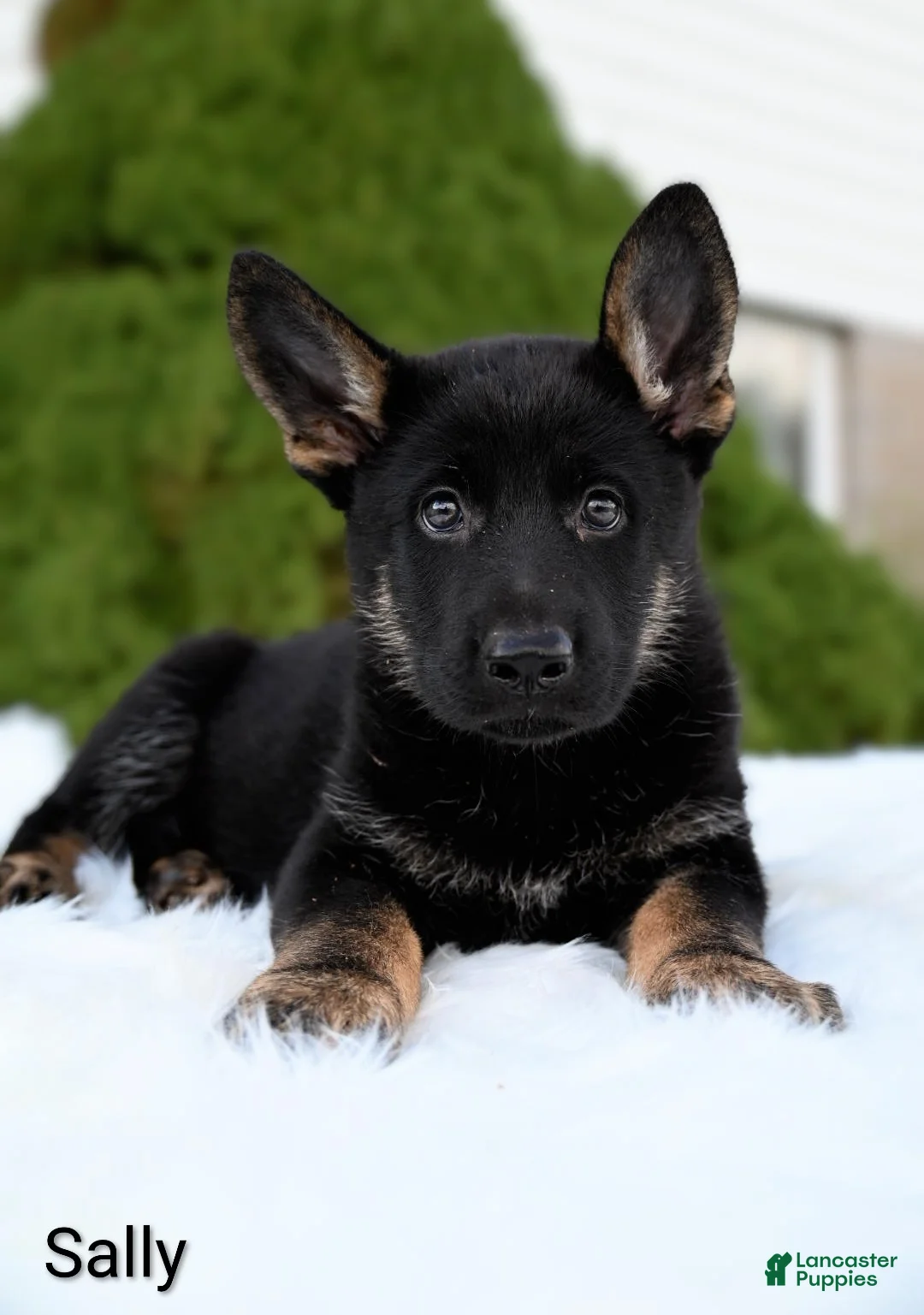 German Shepherd dogs for sale: Sally - Ad 4