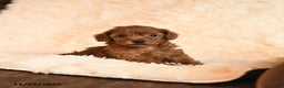 Toy Poodle dogs for sale: Chase - Ad 3