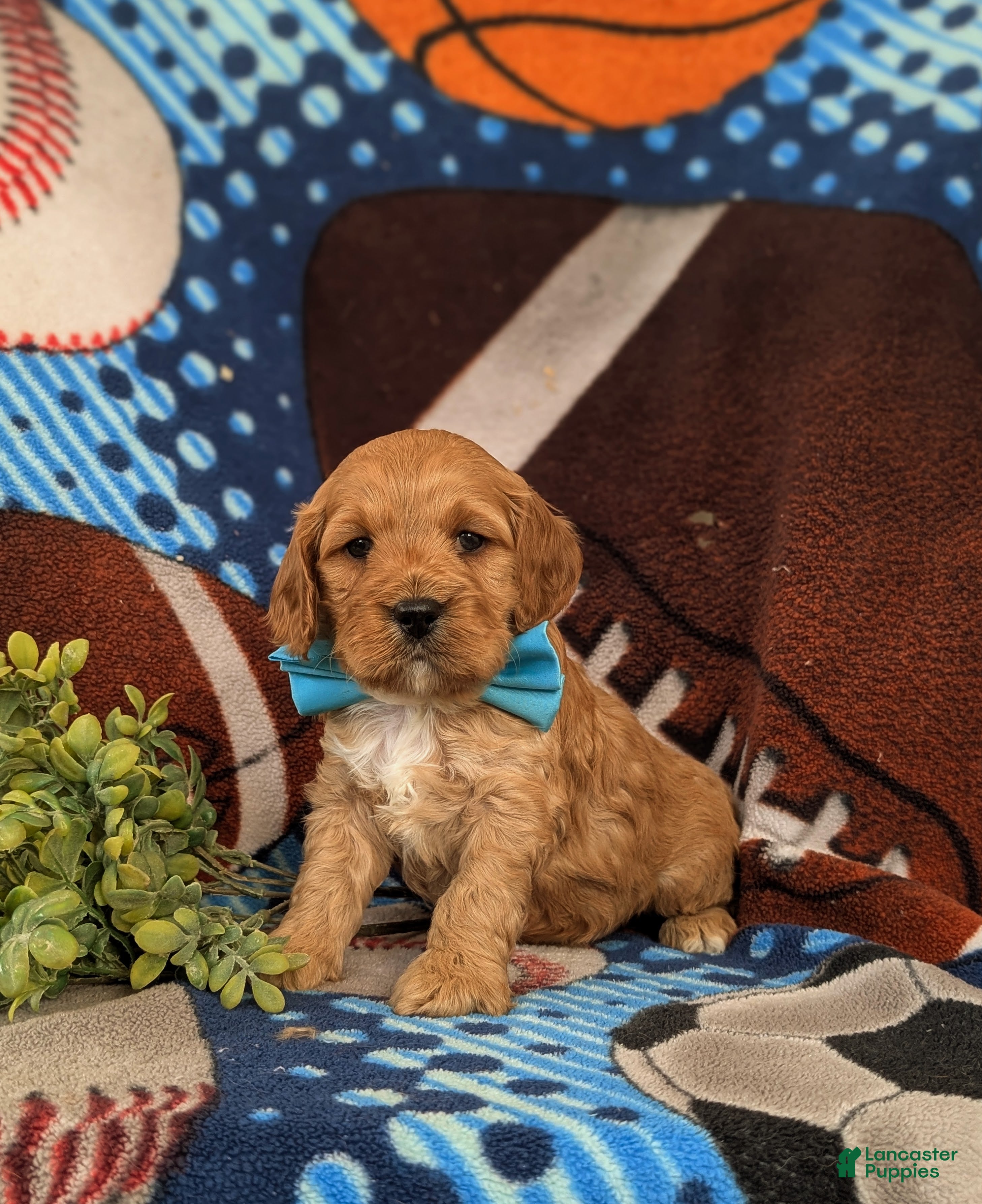 Cockapoo dogs Donegan - Ad 2