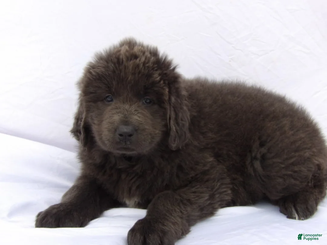 Newfoundland dogs for sale: Newfoundland Puppy 4 - Ad 1