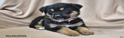 Mixed Breed dogs for sale: Willow  - Ad 2