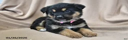 Mixed Breed dogs for sale: Willow  - Ad 6