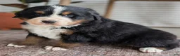 Bernese Mountain Dog dogs for sale: Hazel - Ad 1