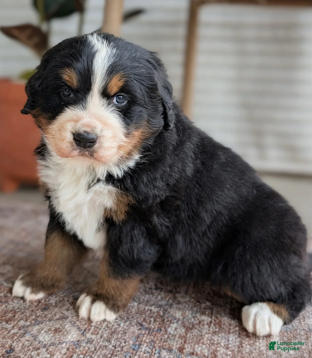 Bernese Mountain Dog dogs for sale: Hazel - Ad 1