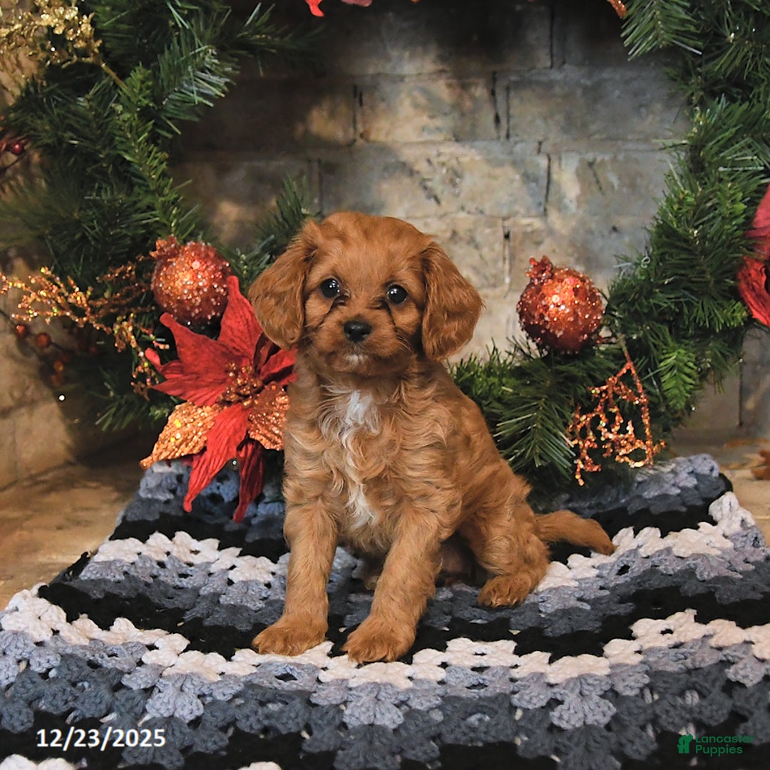 Cavapoo dogs for sale: Fern - Ad 1