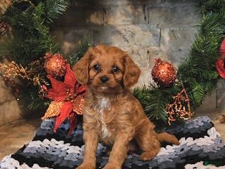 Cavapoo dogs Fern - Ad 6