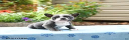 Frenchton dogs for sale: Janey - Ad 1
