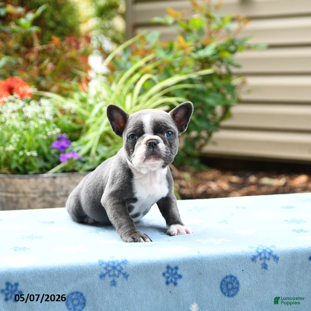 Frenchton dogs for sale: Janey - Ad 1
