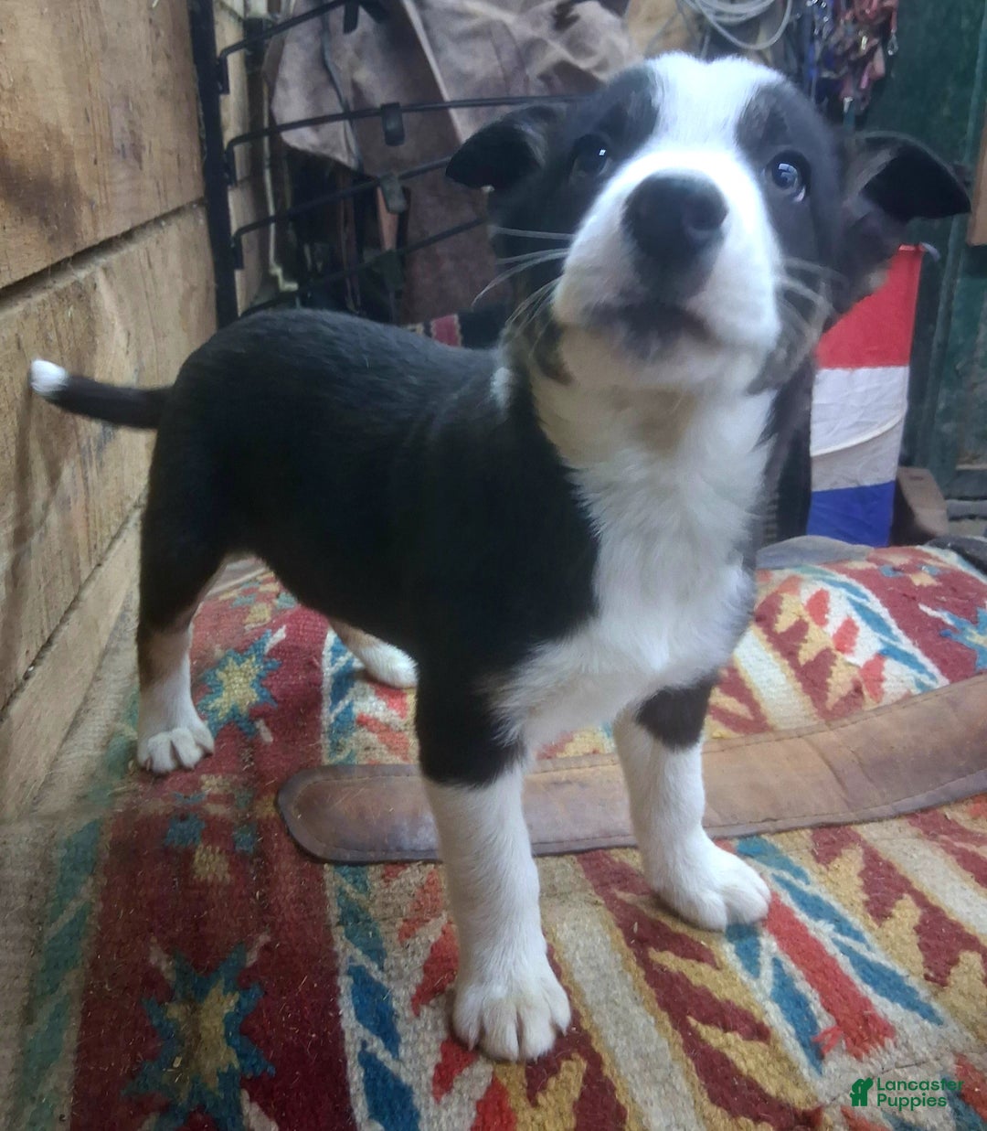 Border Collie dogs for sale: Border Collie Puppy 4 - Ad 1
