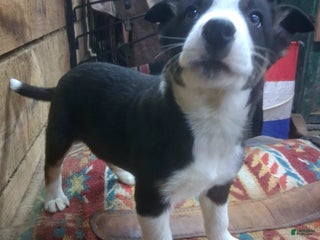 Border Collie dogs Border Collie Puppy 4 - Ad 20