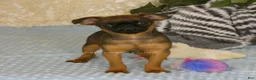 Brussels Griffon dogs for sale: Otis - Ad 3