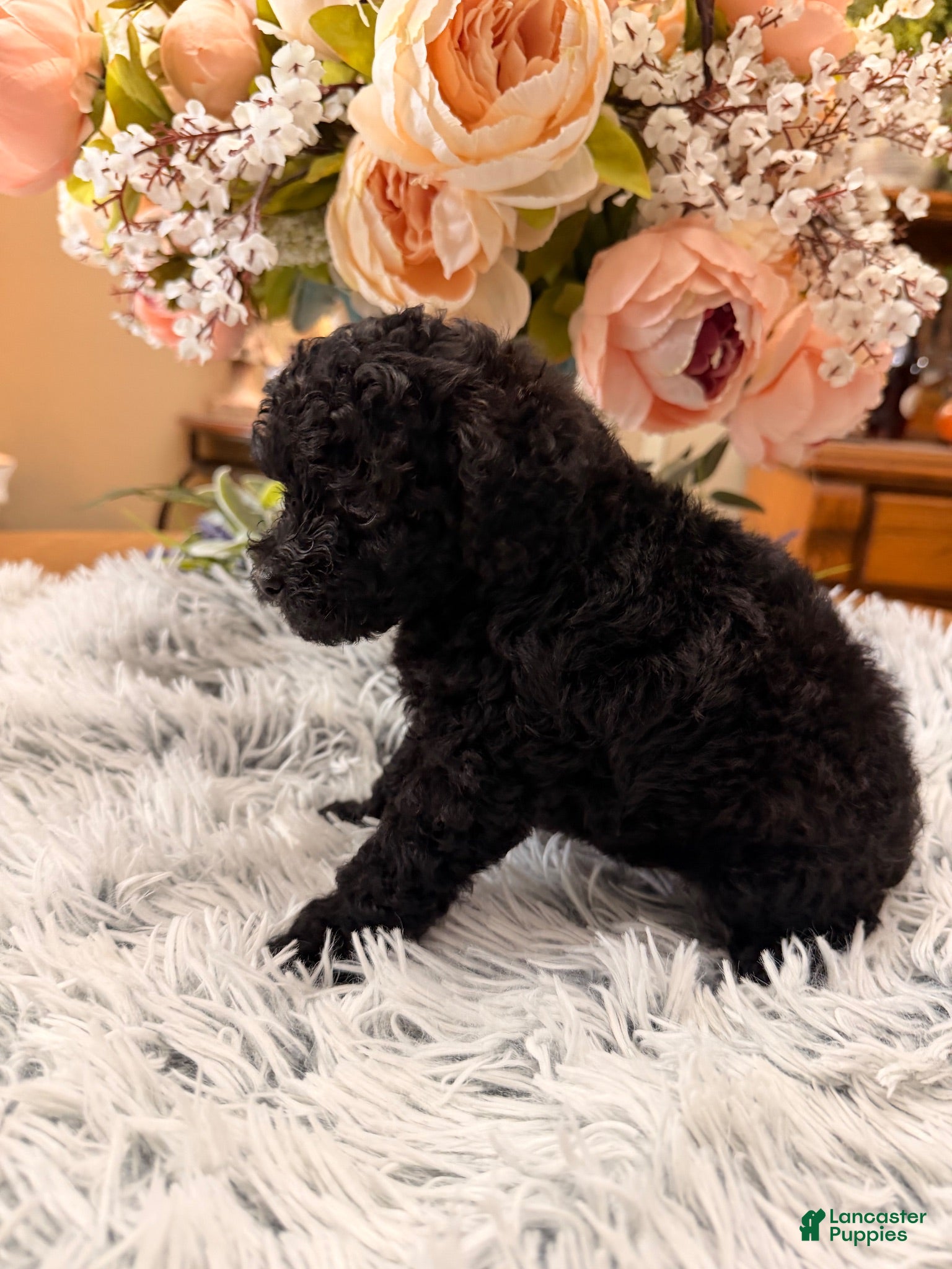 Miniature Poodle dogs Miniature Poodle 1 - Ad 2