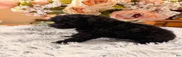 Miniature Poodle dogs for sale: Miniature Poodle 1 - Ad 2