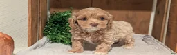 Cockapoo dogs for sale: Ezi - Ad 5