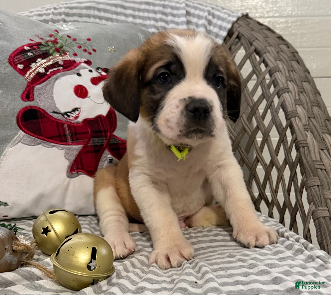 Saint Bernard dogs for sale: Chevy - Ad 2