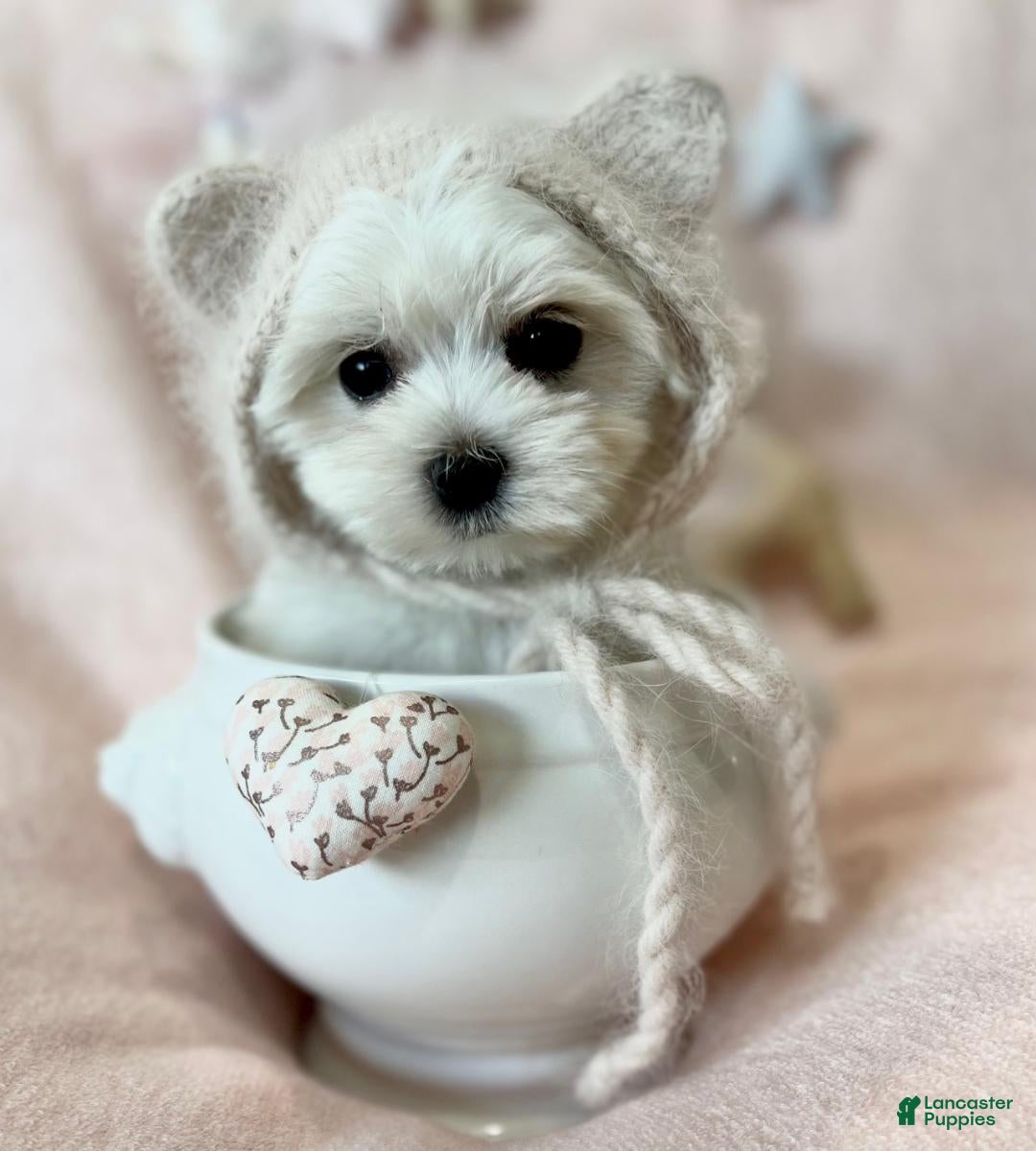 Maltese dogs Teacup Maltese Puppy  - Ad 13