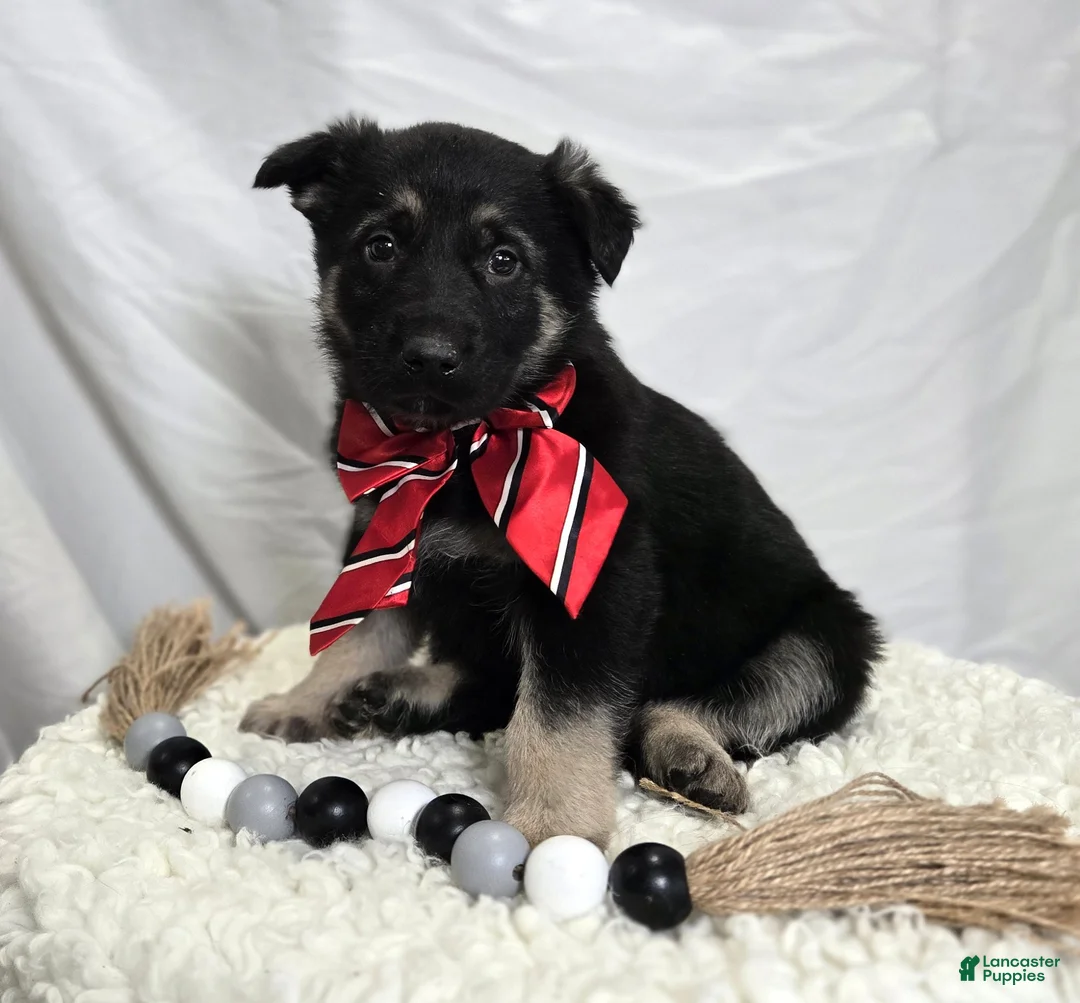 German Shepherd dogs for sale: Rusty - Ad 4