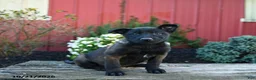 Belgian Malinois dogs for sale: Eva - Ad 1