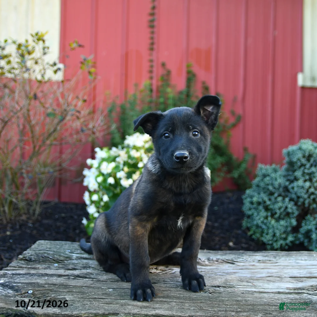 Belgian Malinois dogs for sale: Eva - Ad 1