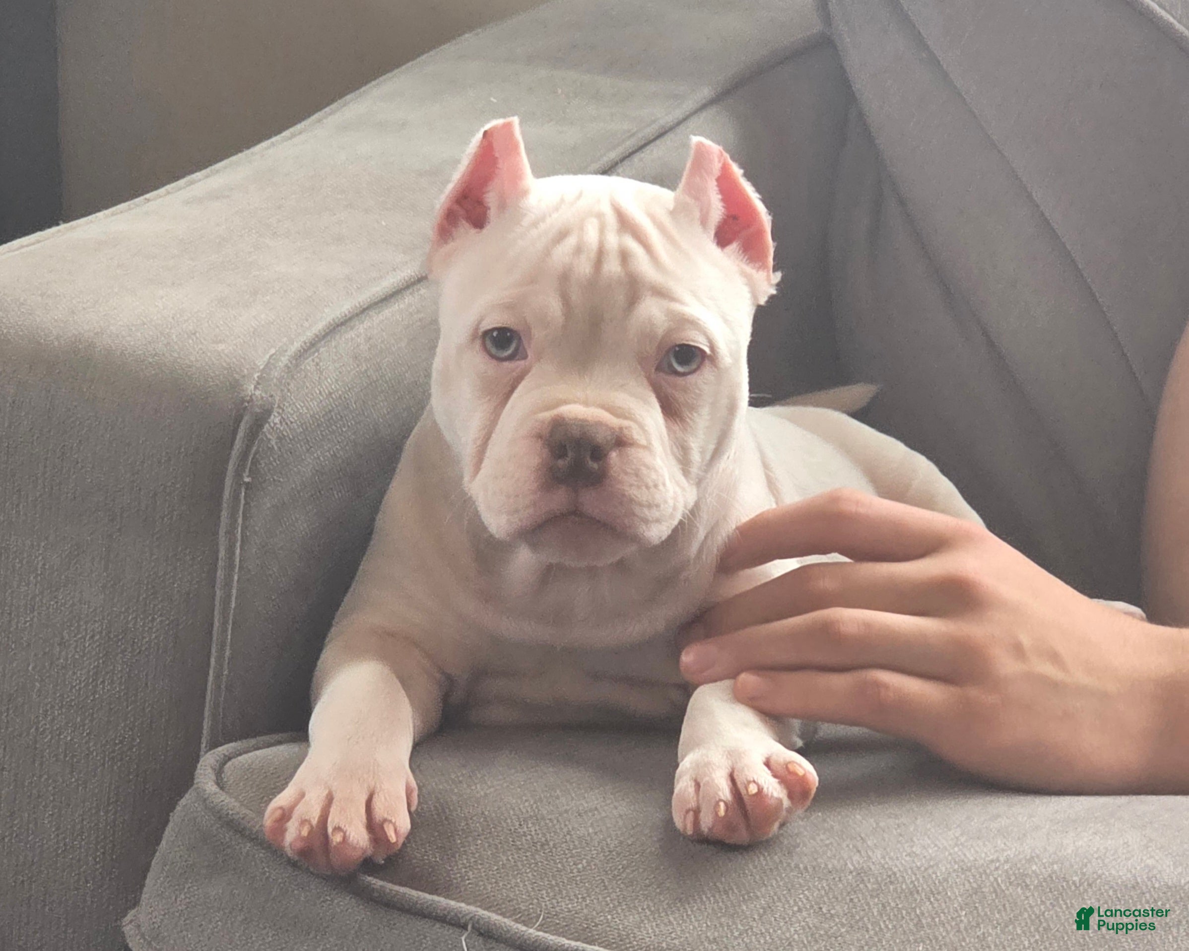 American Bully dogs Queen  - Ad 41