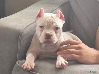 American Bully dogs Queen - Ad 41