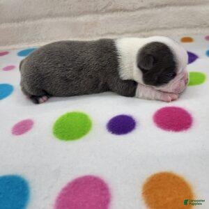 Boston Terrier dogs for sale: Female 2 - Ad 2