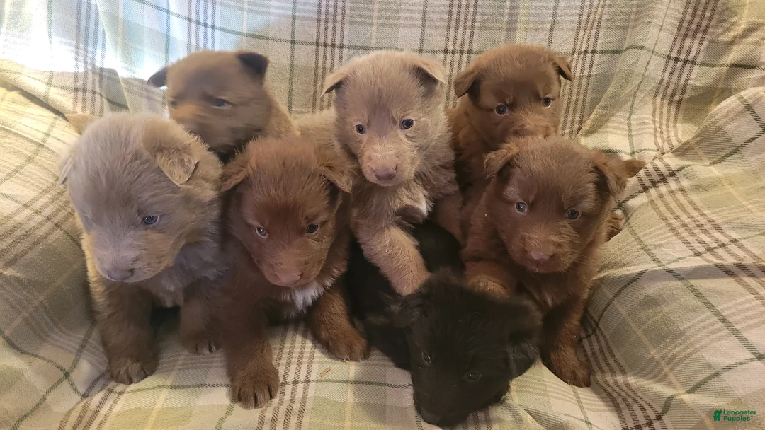 German Shepherd dogs for sale: German Shepherd Puppy 3 - Ad 1